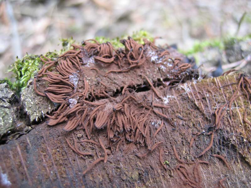 Stemonitis axifera